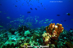 Mauritian Reef Balaclava 22 metres West Coast Mauritius
... by Jean-Yves Bignoux 